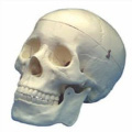 human-skull-model-premium