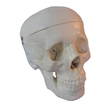 human-skull-life-size-model-10pk