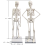 human-skeleton-model-16-inch