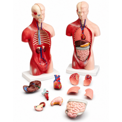 Human Torso Anatomy Model, 10 1/8 in