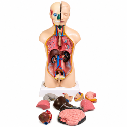 Human Torso Model, Male/Female 18" (45 Cm)
