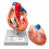 human-heart-anatomical-model-2-parts-hand-painted-with-numbered-structures