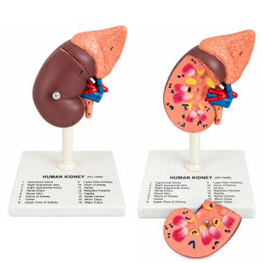 human-kidney-anatomical-model-with-16-labeled-structures