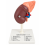 human-kidney-anatomical-model-with-16-labeled-structures