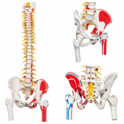 Spine Anatomical Model