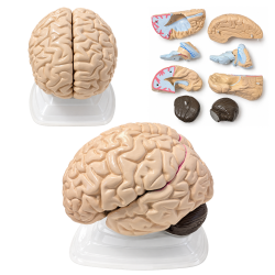 human-brain-anatomical-model-8-parts-vintage-with-internal-structures