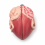 Male-Bladder-and-Prostate-Anatomy-Model-Median-Section