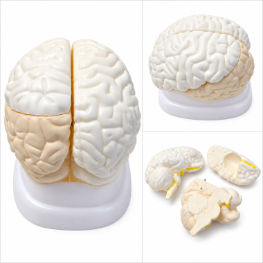 Human-Brain-Anatomy-Model-3-Parts-Plain-Finish