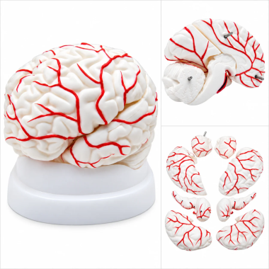 Human-Brain-Anatomy-Model-with-Arteries-8-Parts