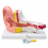 human-ear-anatomy-model-3x-enlarged-2-parts