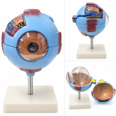 Human-Eye-Anatomy-Model-6x-Enlarged-Removable-Sections