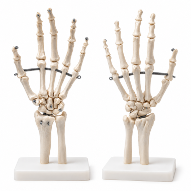 Human-Hand-Skeleton-Model-Life-Size-with-Stand