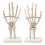 Human-Hand-Skeleton-Model-Life-Size-with-Stand