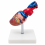 Human-Heart-Anatomy-Model-Life-Size-2-Parts-XC-307A