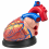 Human-Heart-Anatomy-Model-4x-Enlarged-3-Parts-XC-307C