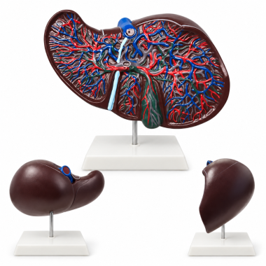 Human-Liver-Anatomy-Model-with-Blood-Vessels-and-Bile-Ducts