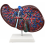 Human-Liver-Anatomy-Model-with-Blood-Vessels-and-Bile-Ducts