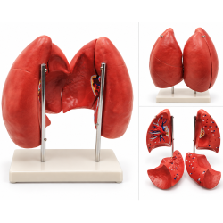 Human-Lung-Anatomy-Model-Life-Size-4-Parts