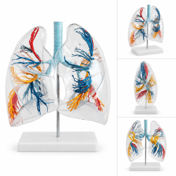 human-lung-anatomy-model-life-size-clear