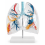 human-lung-anatomy-model-life-size-clear