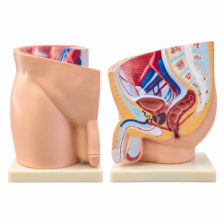 male-pelvis-anatomy-model-median-section-1-part