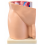 male-pelvis-anatomy-model-median-section-1-part