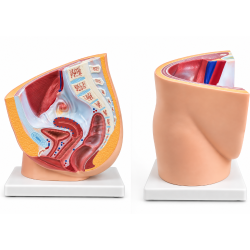female-pelvis-anatomy-model-median-section-1-part