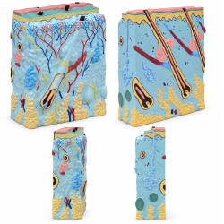 Human-Skin-Cross-Section-Model-105x-Enlarged
